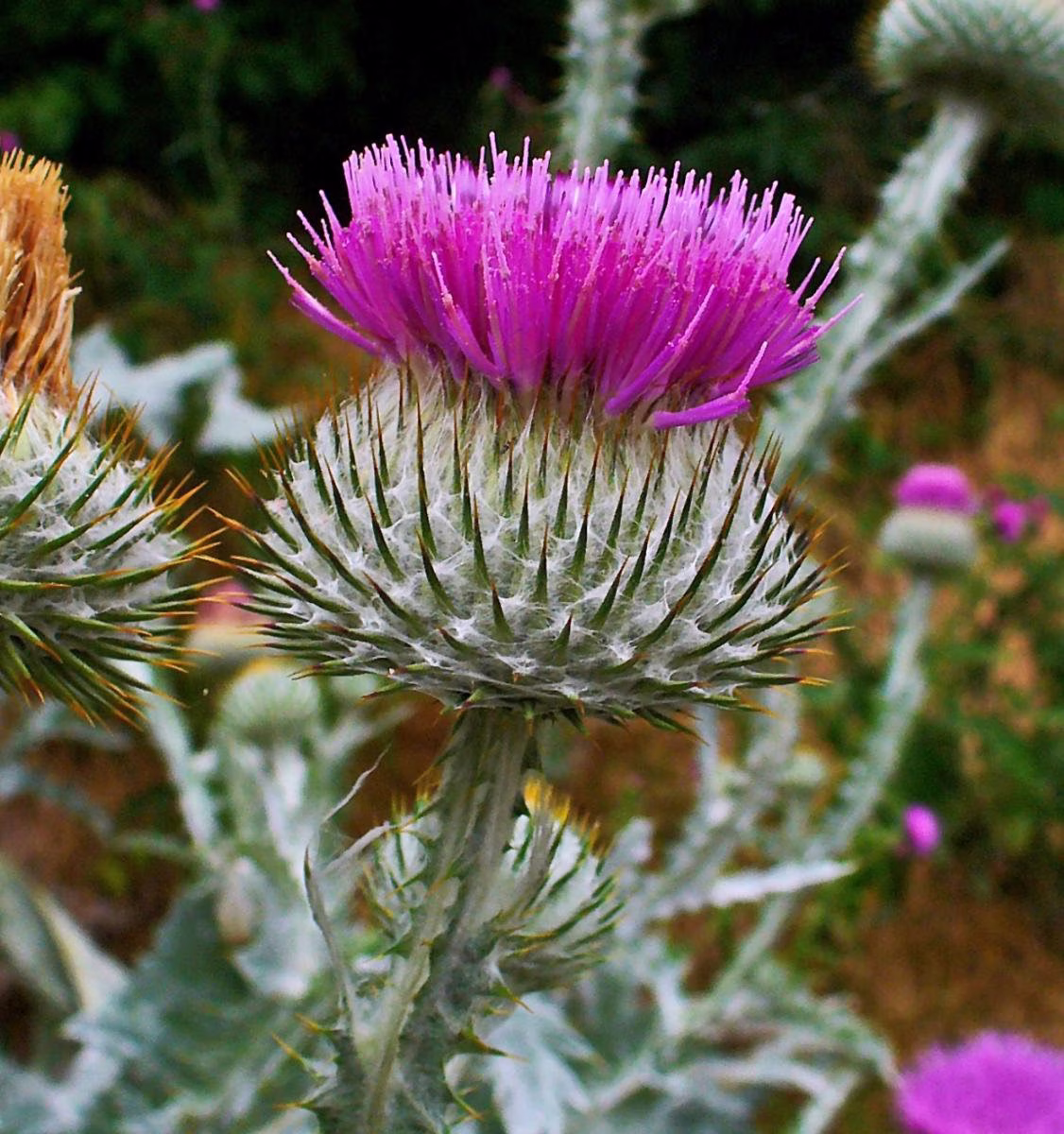 200 Scottish Thistle Seeds - Onopordum Acanthium