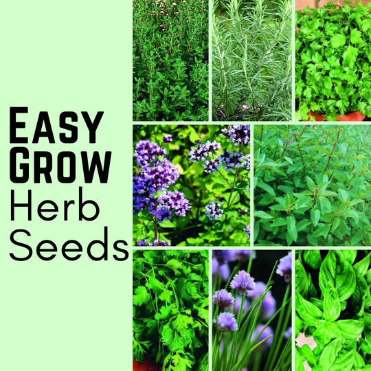 Herb Seeds Oregano Chive Corriander Parsley Mint Thyme Basil Garden Plants Veg Vegetable Grow Your Own Indoor Outdoor in The UK