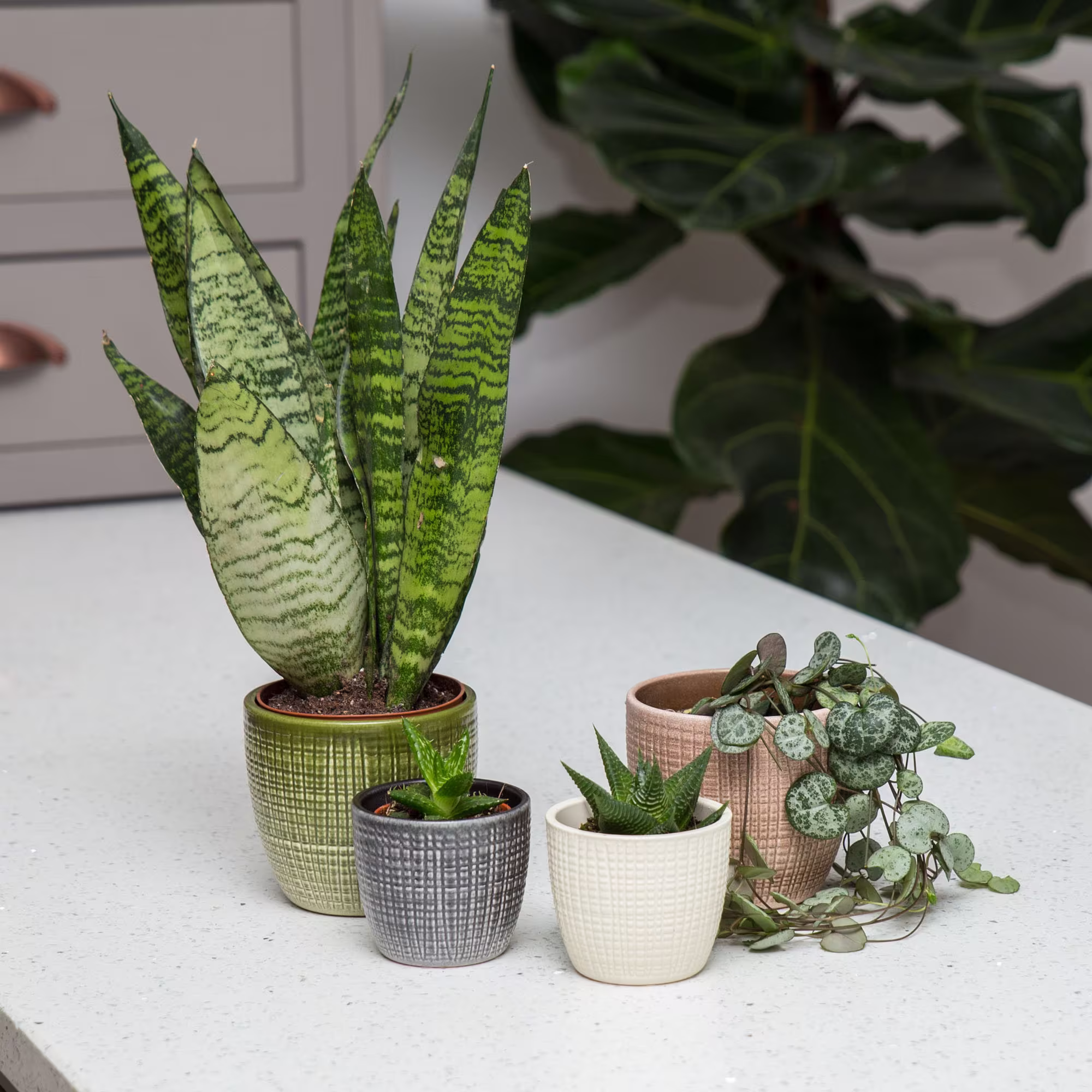 Succulent Starter Kit - Houseplant Novice Pots & Planters Housewarming Wedding Or Birthday Gift