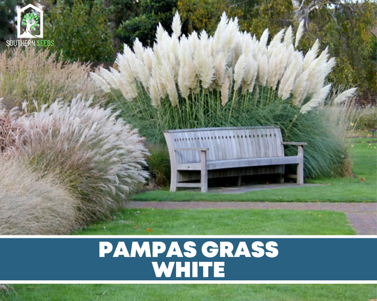 Pampas Grass, White - 100 Seeds | Cortaderia Selloana