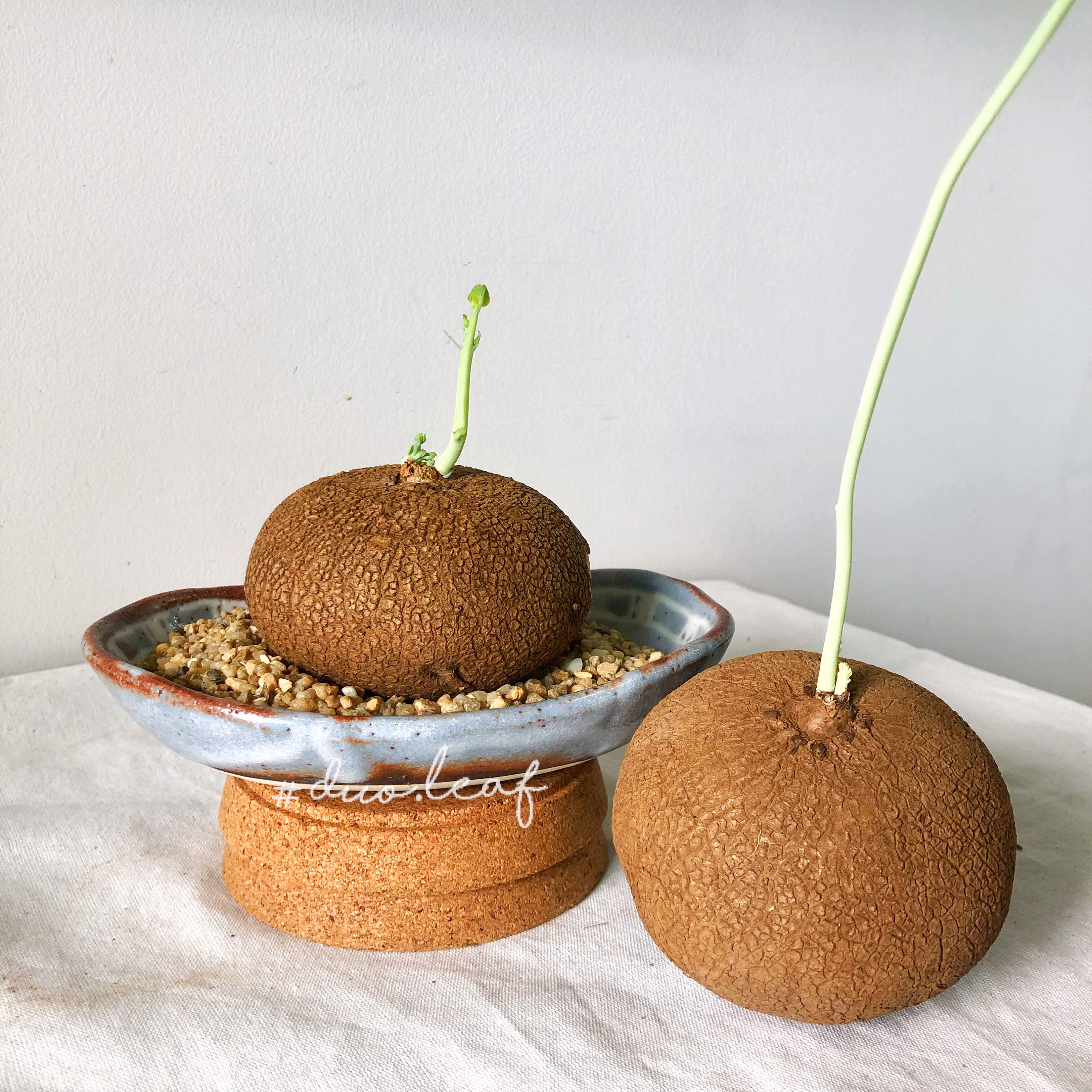 Selection Stephania Erecta Craib | L Size 圓葉山烏龜 - 居家风水植物 | Rare Plant/Indoor Gift
