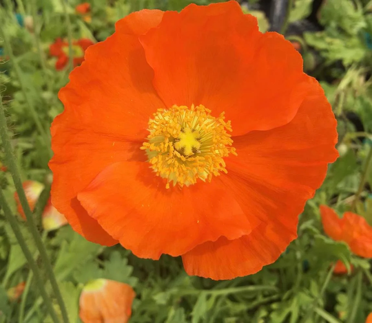 Poppy "Champagne Bubbles Orange