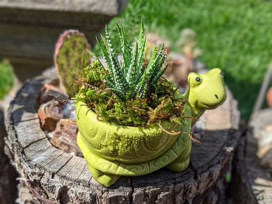 Ceramic Turtle Planter With Live Succulent | Cute Animal Potted Plant In