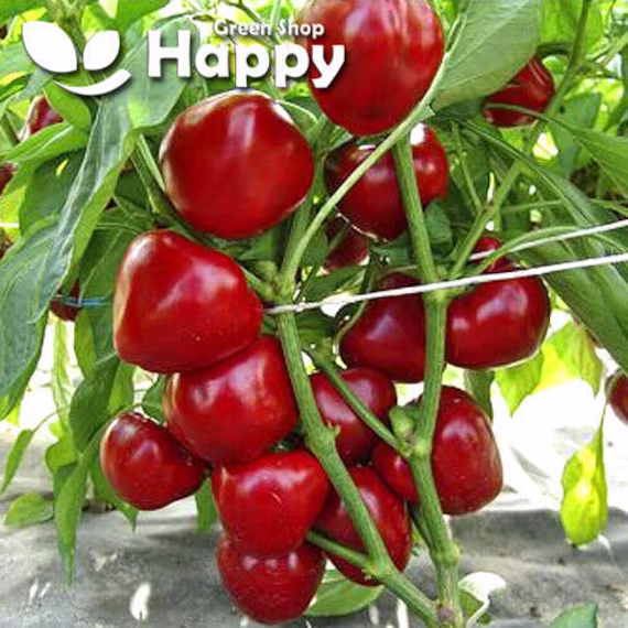 Sweet Pepper - Dumas- 30 Seeds Outdoor Pepper Baby Tomato Shaped Fruit