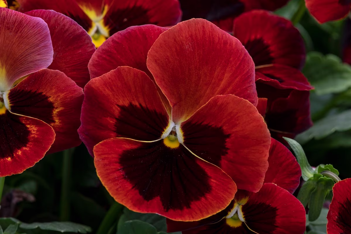 Pansy Seeds Spring Grandio Red Blotch 50 Thru 500