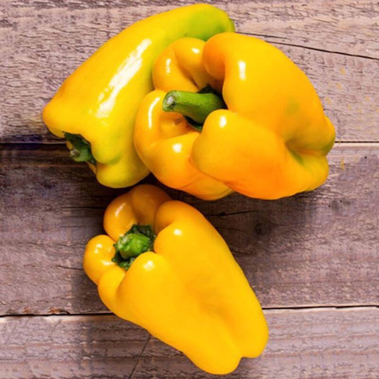 Sweet Pepper Martha Polskaya Seeds Heirloom Non Gmo For Planting | 204529