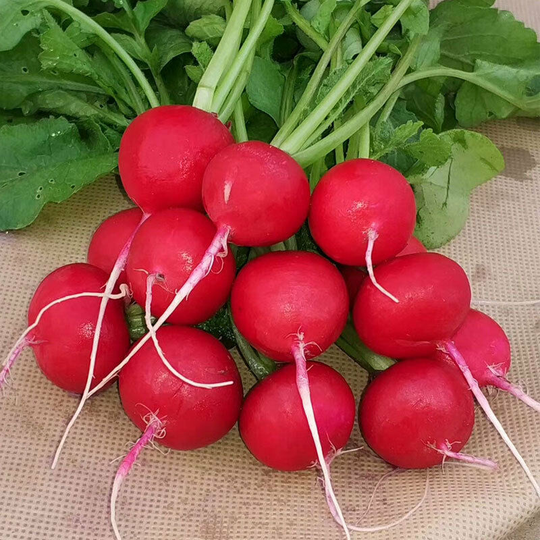5 grams of cherry bell radish seeds. Scarlet Globe variety, crispy meat, stands up well.