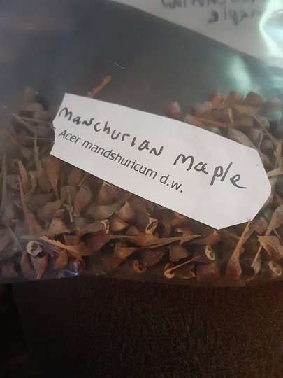 Manchurian Maple Tree Seeds