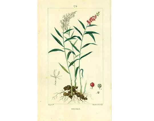 1831 Ginger Root Antique Print Zinziber Officinale Garden Plant Natural History Botanical Botany Wall Art Framing Home Decor
