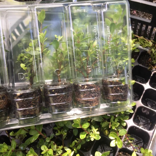 Mixed Herbs Sold As Small Transplants | To Plant Yourself Free UK Postage