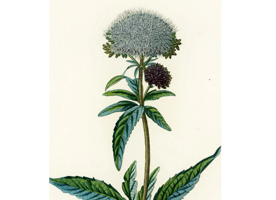 1831 Hemp-Agrimony Holy Rope Eupatorium Cannabinum Antique Print Plant Natural History Botanical Botany Wall Art Framing Home Decor