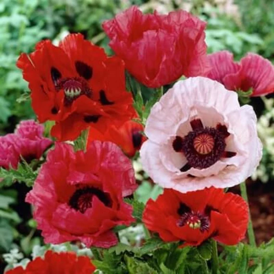 Flower Seeds Poppy Mix Oriental