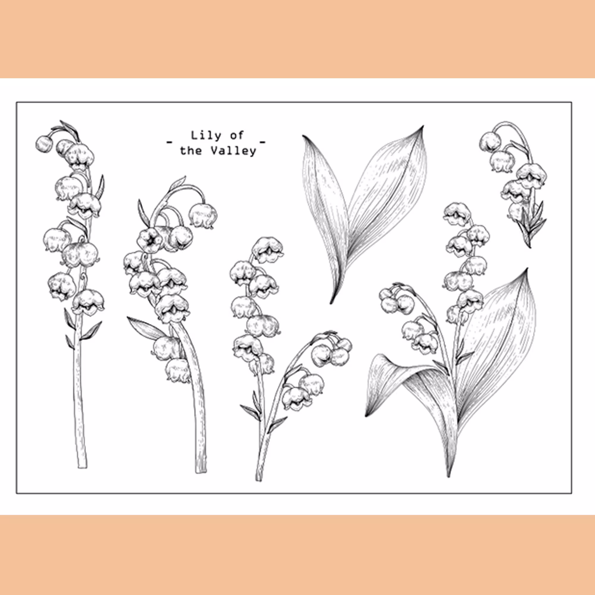 Clear Stamp Set/Clear Stamps Lily Of The Valley Leaf Wild Flower Plant Branches Herbs & Leaves Themed Transparent S33