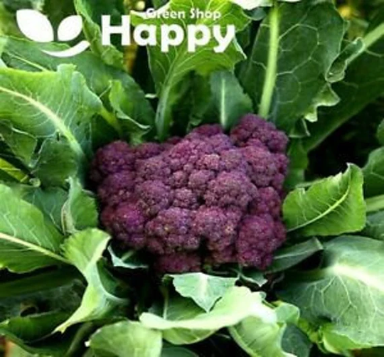 Purple Broccoli - 100 Seeds Miranda Calabrese Brassica Oleracea