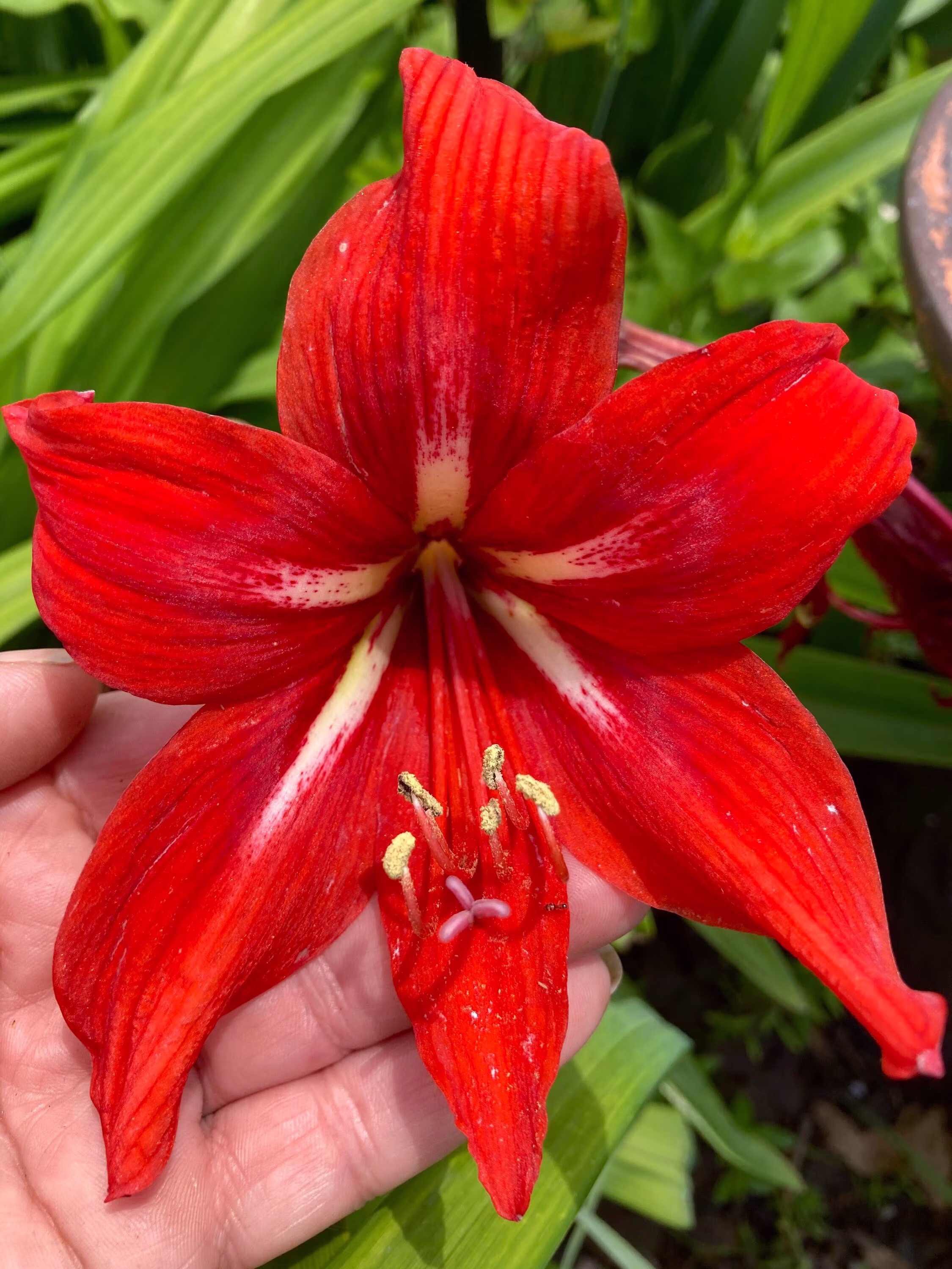 Barbados Red & White Lily Seeds