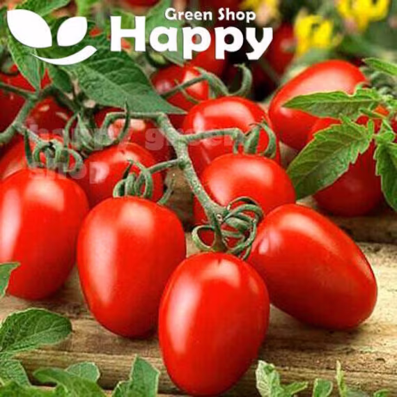 Roma Tomato