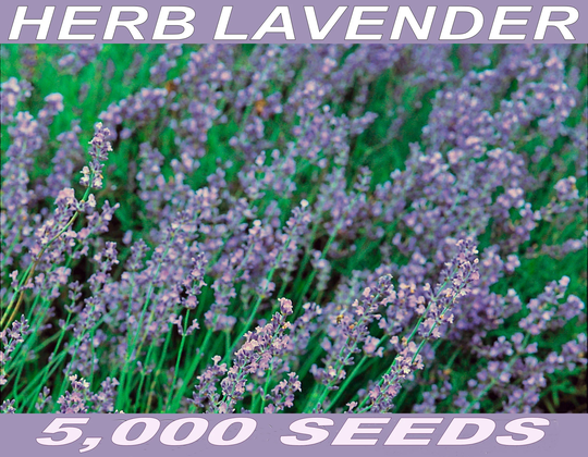 5, 000 English Lavender Vera Seeds Bulk Pack - Fresh Seed, Fragrant Flowers