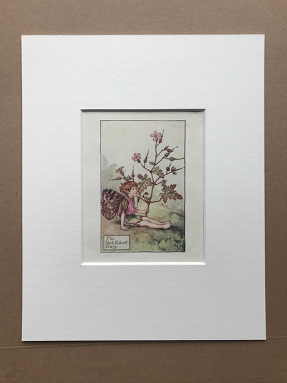 1936 The Herb Robert Fairy Original Vintage Print - Flower Cicely Mary Barker Mounted & Matted Available Framed
