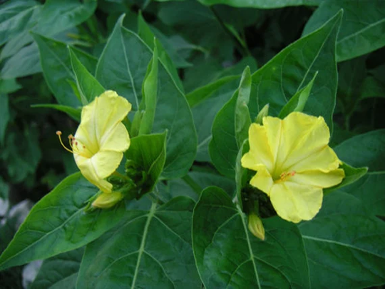 10 Mirabilis Nyctaginea Seeds , Wild Four O'clock, Heartleaf Umbrella Wort