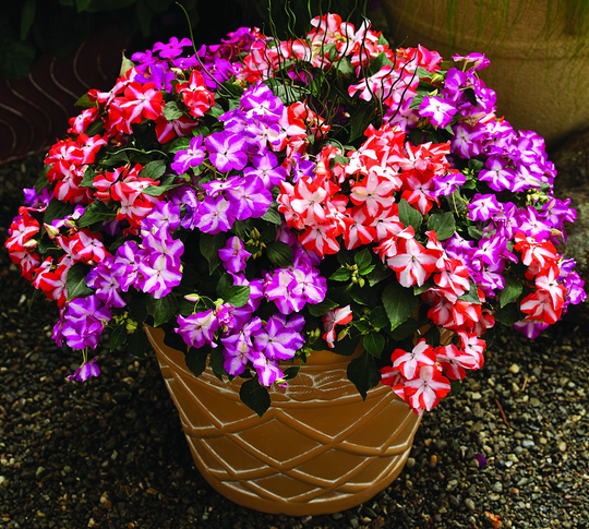 Impatiens Walleriana F1 Accent Star Mixed Seeds
