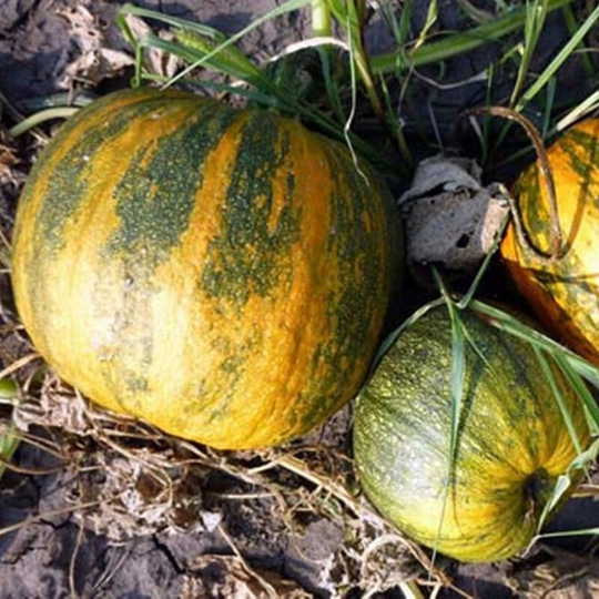 Pumpkin Hulless Dana Seeds Heirloom Non Gmo For Planting | 201515
