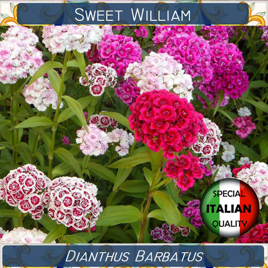 850+ Sweet William Mixed Colors Seeds, Dianthus Barbatus Flower Garofano Dei Poeti #fi540