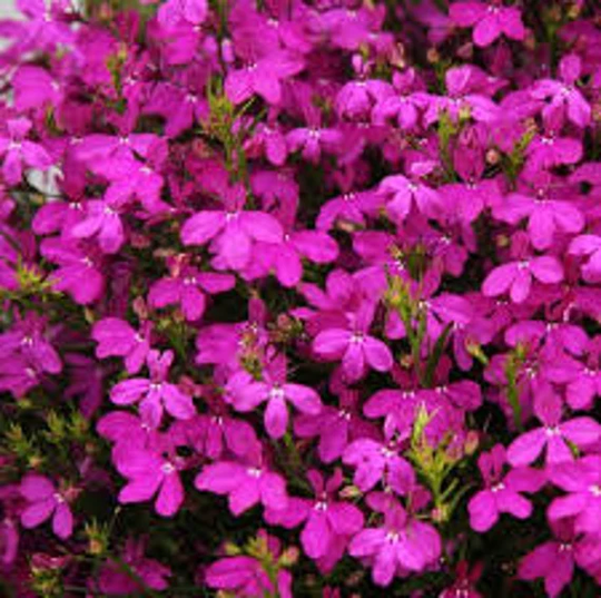 Rare Original Flower Seeds Lobelia "Rosamund