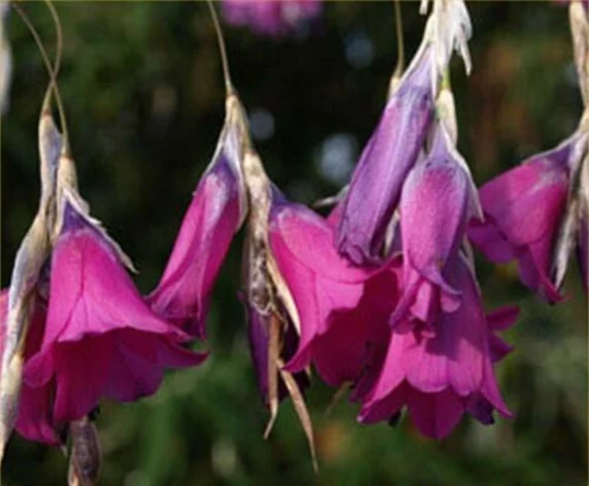 Dierama Mossii X 10 Seeds Angels Fishing-Rods, Fairy Flower Seeds