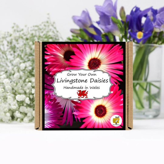 Grow Your Own Livingstone Daisy Flowers Kit