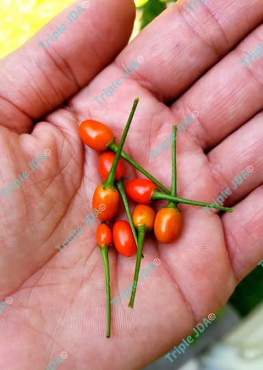 50 Seeds Chile Pequin Pepper/Bird's Eye Chili Pepper | Capsicum Annuum