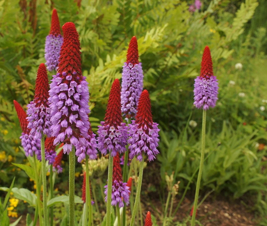 Primula Vialii Seed