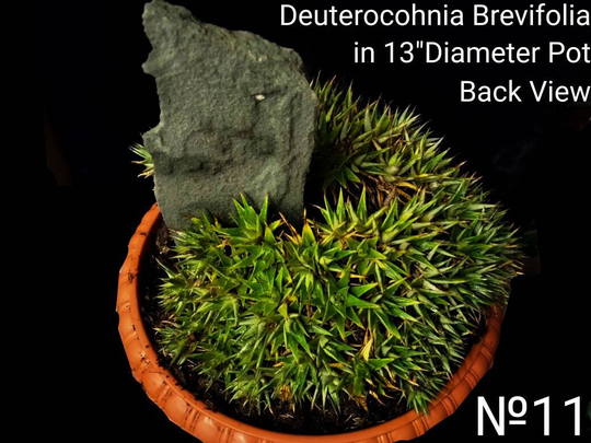 Deuterocohnia Brevifolia, Abromeitiella Chlorantha, Bluish-Green Mounding Miniature Bromeliad, The Small 1-2
