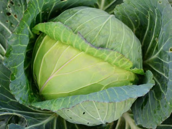 Cabbage Seeds Cabbage Colps About 100