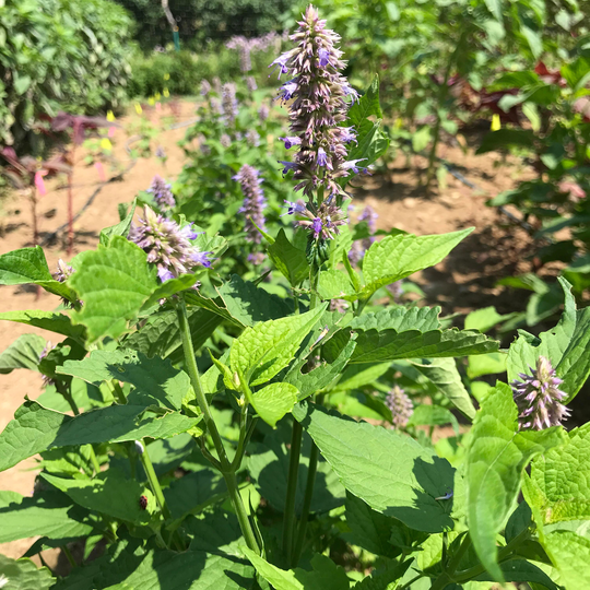 Mint Korean Organic Seed 35