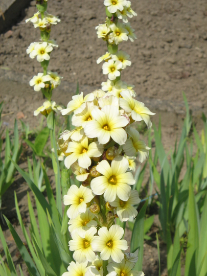 Sisyrinchium Striatum Satin Flower 20 30 40 60 100 Seeds Spires Of Yellow White Blooms Hardy Perennial Prairie Great Pollinators Ukfreepp