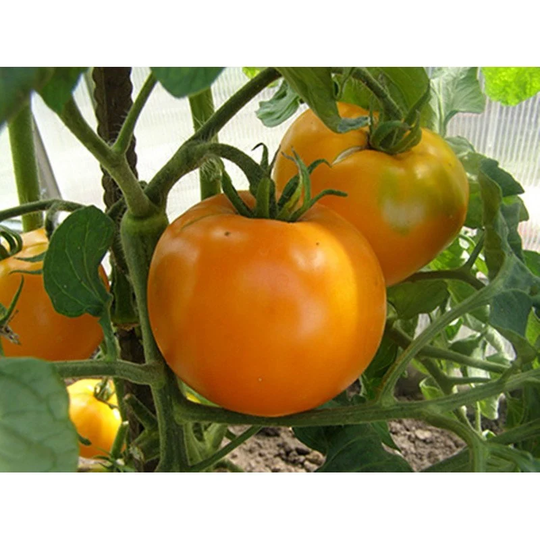 Tomato Khurma Seeds Heirloom Non Gmo For Planting | 202517