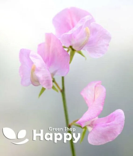 Sweet Pea - Neille Viner 15 Seeds Lathyrus Odoratus Pale Rose Pink