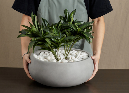 Indoor/Outdoor Large Nordic Minimalist Light Cement/Concrete Lightweight Round Centerpiece Bowl Planter Pot - 17, 13 in Exotic Foliage