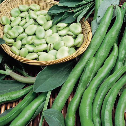 Broad Bean Bunyards Exhibition Vegetable Seeds Easy To Grow - 40 Seeds