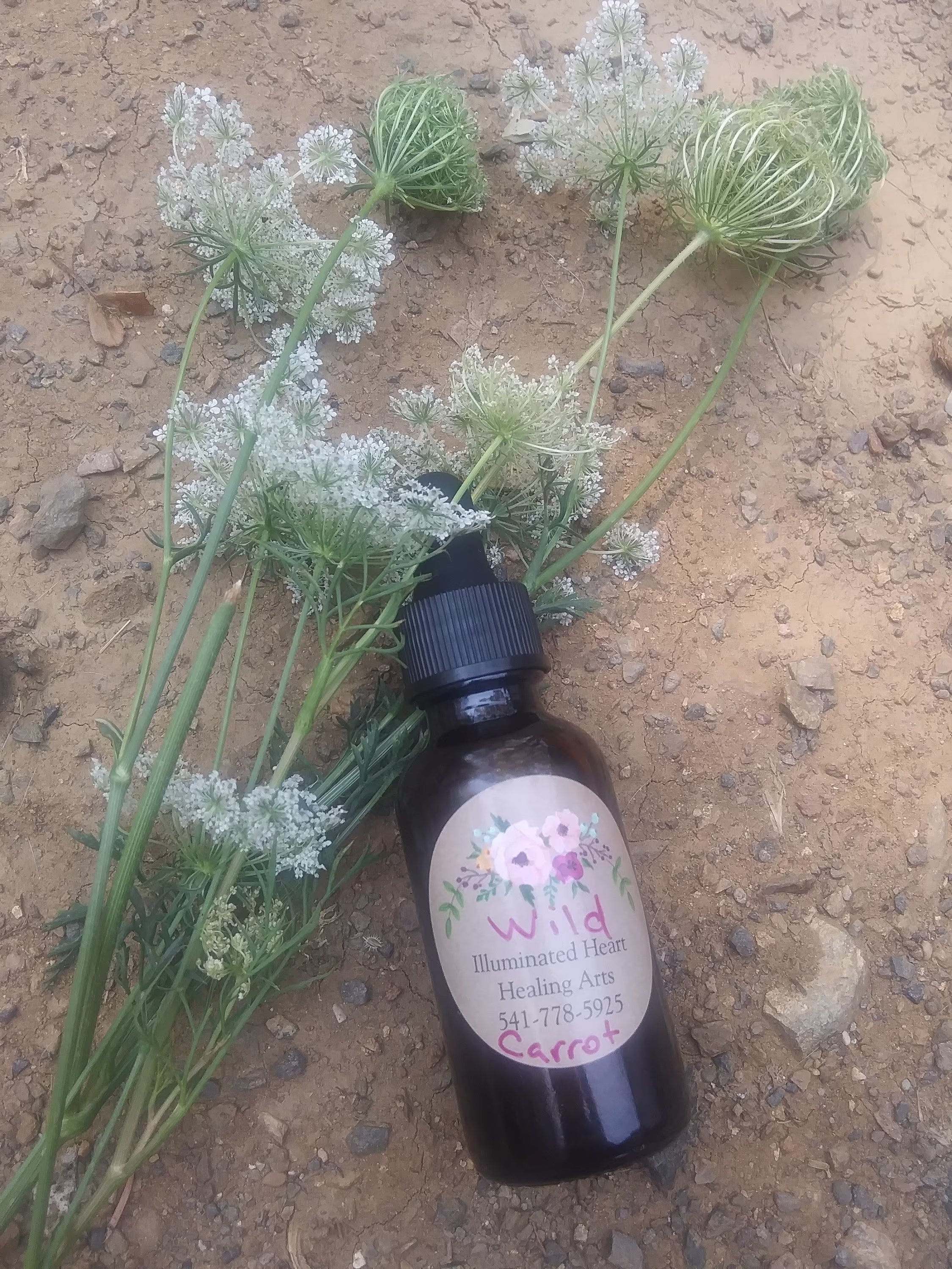 Wild Carrot Seed Tincture Crafted in Oregon
