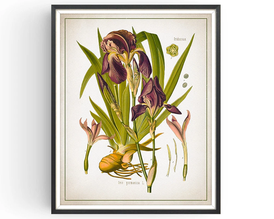 Iris German - Botanical Print Vintage Orris Root Art Medicinal Plant Botany Decor Kitchen Unframed