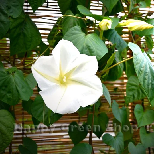 Ipomoea Moonflower - 10 Seeds Ipomoea Noctiflora Alba Fragrant Climber