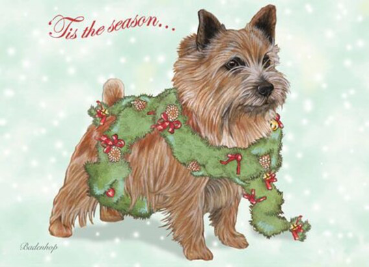 Norwich Terrier Christmas Cards Set Of 10 & Envelopes