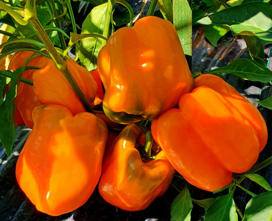 Orange Marmalade Sweet Bell Pepper Seeds