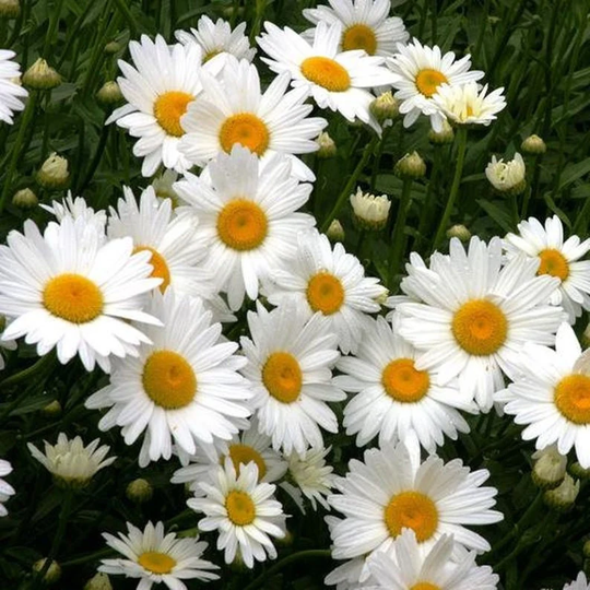 Usa Seller Shasta Daisy 100 Seeds Heirloom Leucanthemum Superbum