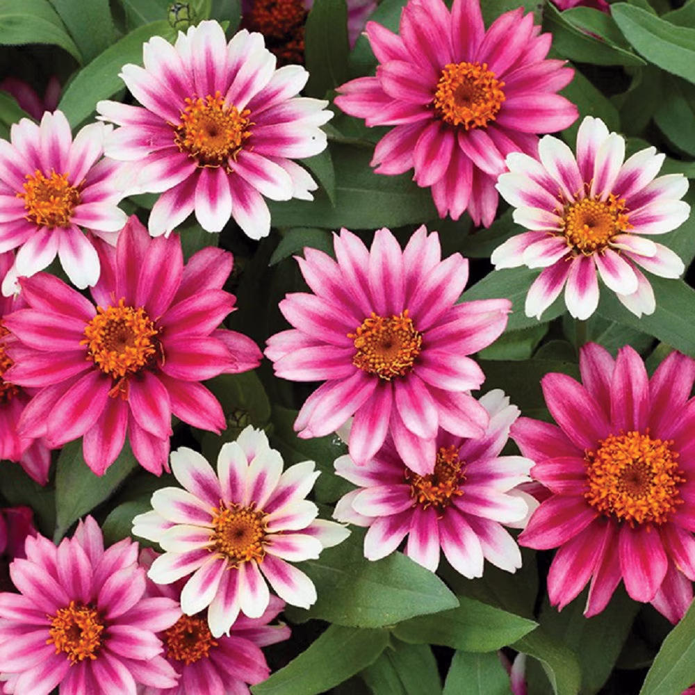 Zinnia Seeds Profusion Cherry Bicolor 50