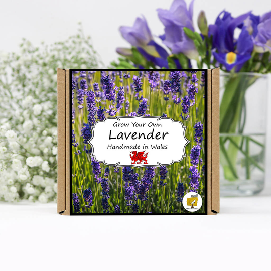 Grow Your Own Lavender Plant Kit