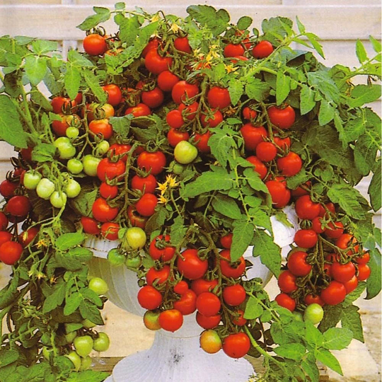 Vegetable - Tomato Maskotka | Trailing 5 Premium Quality Seeds -1st Class Post