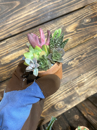 Potted Succulents, Plant Party Favors, Miniature Fairy Garden Plants, Wedding Succulent Arrangements in 2