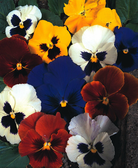 Pansy Swiss Giants Mixed Approx. 50 Seeds With Vibrant Coloured Flowers, Easy To Grow